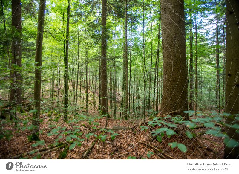 forest Environment Nature Landscape Plant Air Tree Bushes Moss Leaf Forest Brown Gray Green Black White Ground Exterior shot To go for a walk Branch