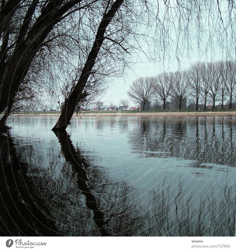 ::ELBSTRAND:: Tree Wood Wood flour Branchage Wet Lake Beach Gray Winter Riesa Water River Coast Nature Landscape Elbe elson