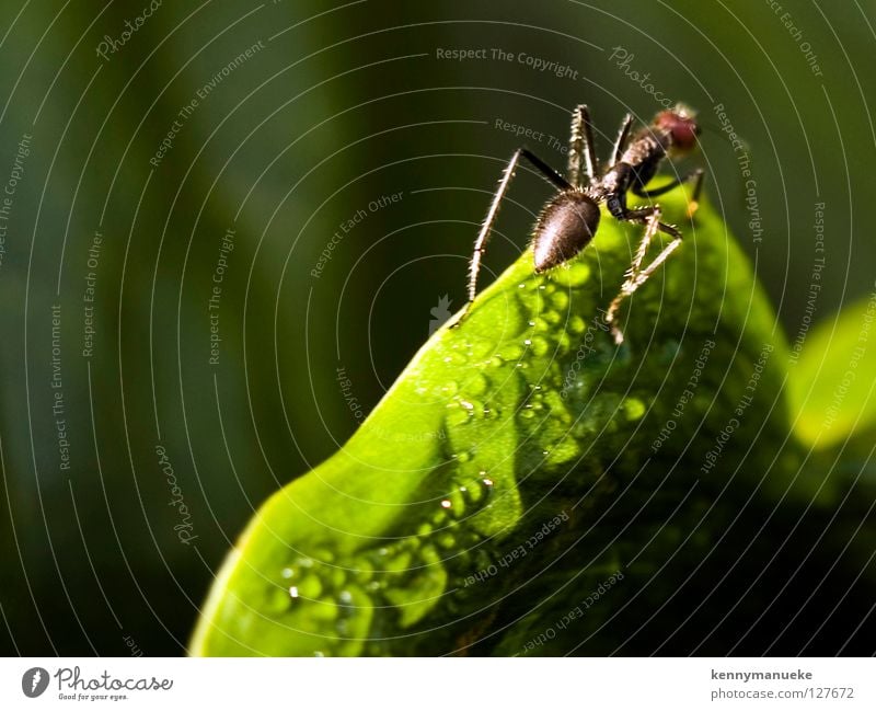 Ant Story Macro (Extreme close-up) Close-up indonesia ant morning dew insect adventure Blur