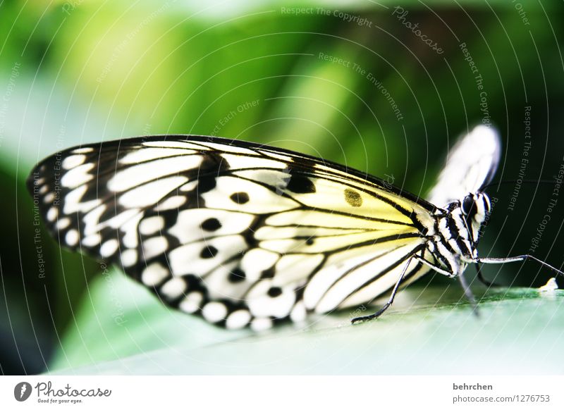 Wonders of nature Nature Animal Tree Leaf Garden Park Meadow Wild animal Butterfly Animal face Wing White tree nymph 1 Observe Relaxation Flying To feed Sit