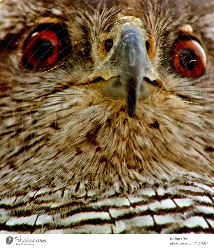 view Bird Hawk Common buzzard Beak Feather Pattern Stripe Animal Bird of prey Environment Yellow White Black Brown Colour Looking Structures and shapes