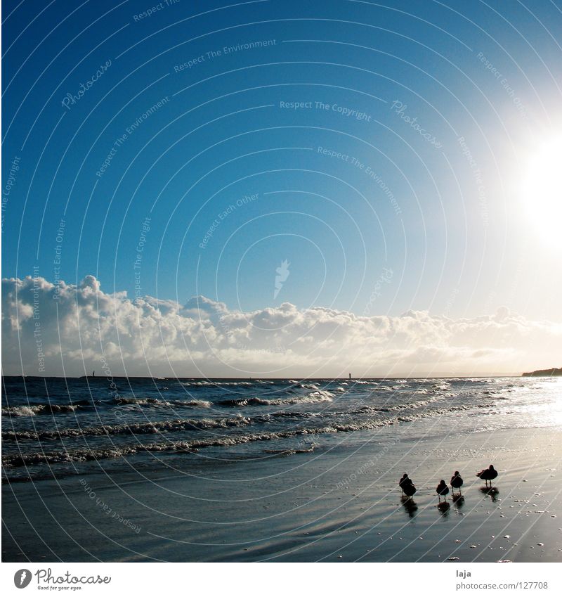 family idyll Duck Contrast Animal Beach To go for a walk Sun Clouds Altocumulus floccus Sky Waves Ocean Morning Sunrise Island Idyll Back-light Bird