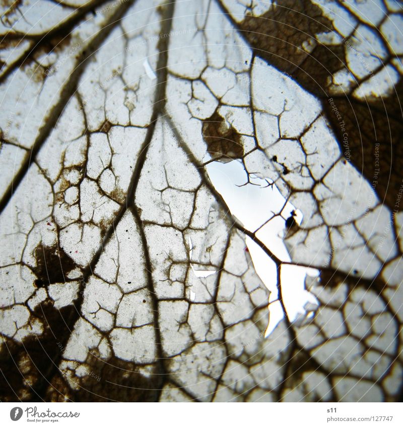 Perspective II Leaf Fresh Plant Against Back-light Light Vessel Green White Tree Fascinating Bright Arteries Pattern Botany Life Photosynthesis Consumed Brown