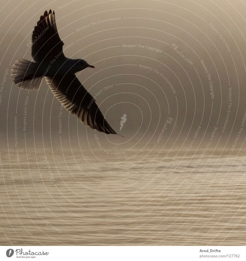 seagull Lake Bird Fog Morning Sunrise Fresh Cold Autumn Tree Clouds Waves Back-light Loneliness Seagull Water Sky Smoothness Flying Free Lighting Wing Feather