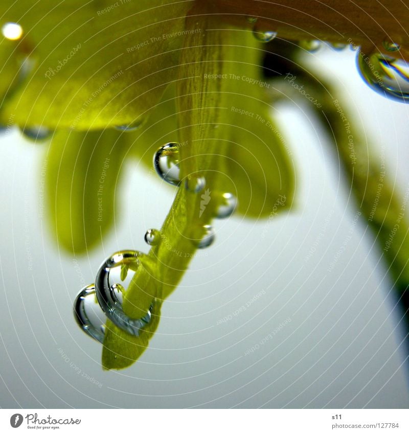 underwater Under Wet Narcissus Wild daffodil Spring Flower Blossom Growth Yellow Air bubble Reflection Mirror Stick Water blister Blossom leave Drown Light