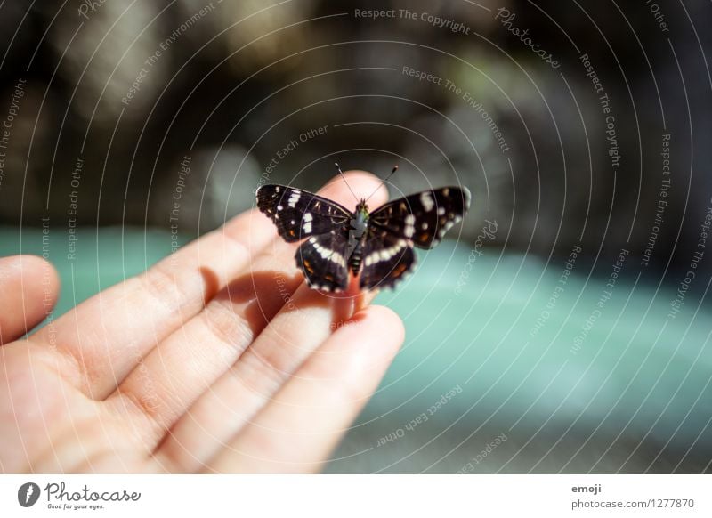 ticklish Hand Fingers Animal Wild animal Butterfly 1 Exceptional Uniqueness Love of animals Colour photo Exterior shot Close-up Macro (Extreme close-up) Day