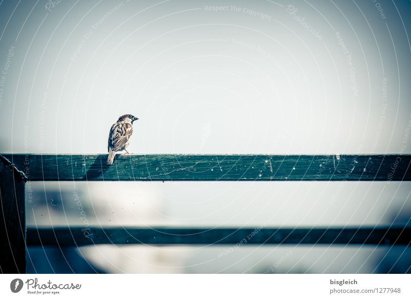 Good view for sparrows Summer Animal Bird Sparrow 1 Looking Sit Small Cute Blue Brown Gray Green Attentive Watchfulness Curiosity Colour photo Exterior shot