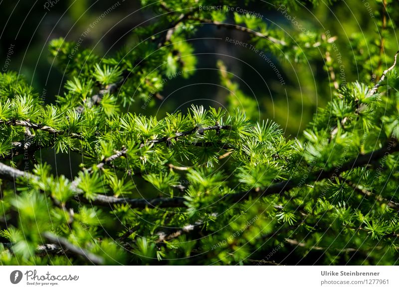 larch branch Environment Nature Plant Spring Tree Larch Twig Coniferous trees Fir needle Alps Mountain Illuminate Growth Fresh Natural Point Green Spring fever