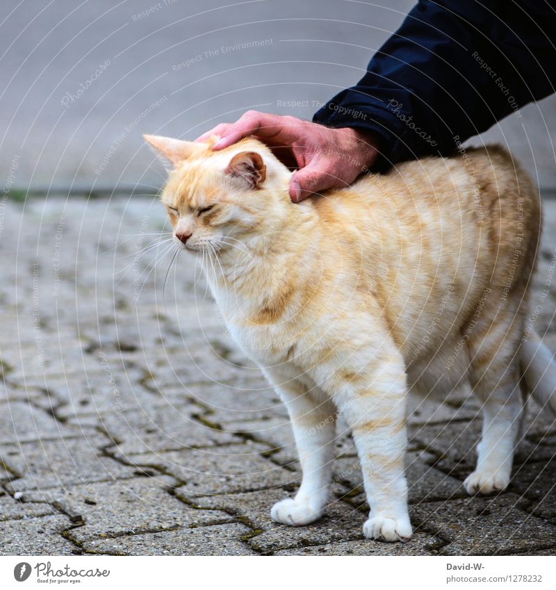 cuddles Human being Masculine Hand Animal Pet Cat Pelt Paw To enjoy Looking Dream Friendliness Together Happy Beautiful Soft Gold Emotions Contentment