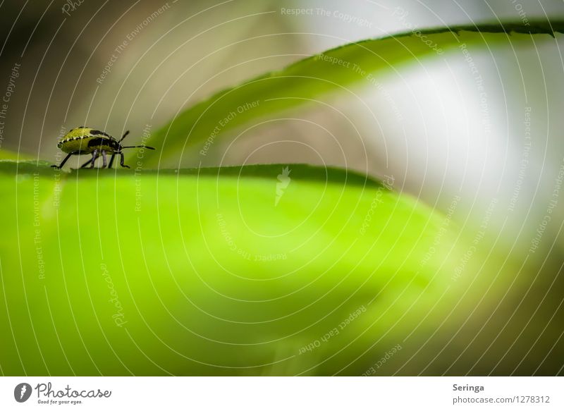 Gate 5 Nature Plant Animal Garden Park Meadow Field Forest Beetle Animal face 1 Flying Crawl Insect colored beetle Colour photo Multicoloured Exterior shot