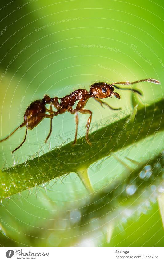 On the ascent ( ant ) Nature Plant Animal Garden Park Meadow Field Forest Beetle Animal face 1 To feed Crawl Insect Ant Column of ants Ant-hill Colour photo