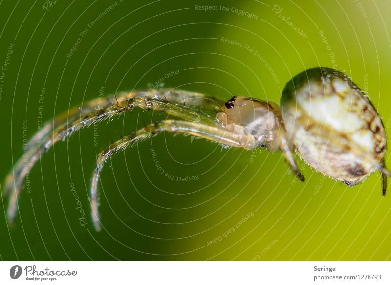 cross spider Nature Landscape Plant Animal Garden Park Meadow Field Forest Spider Animal face 1 Crawl Cross spider Insect Colour photo Multicoloured