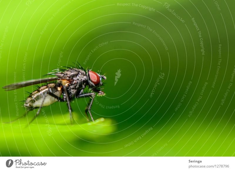 Ready for departure Environment Nature Landscape Plant Animal Garden Park Meadow Field Forest Fly Animal face Wing 1 Flying Insect Colour photo Multicoloured