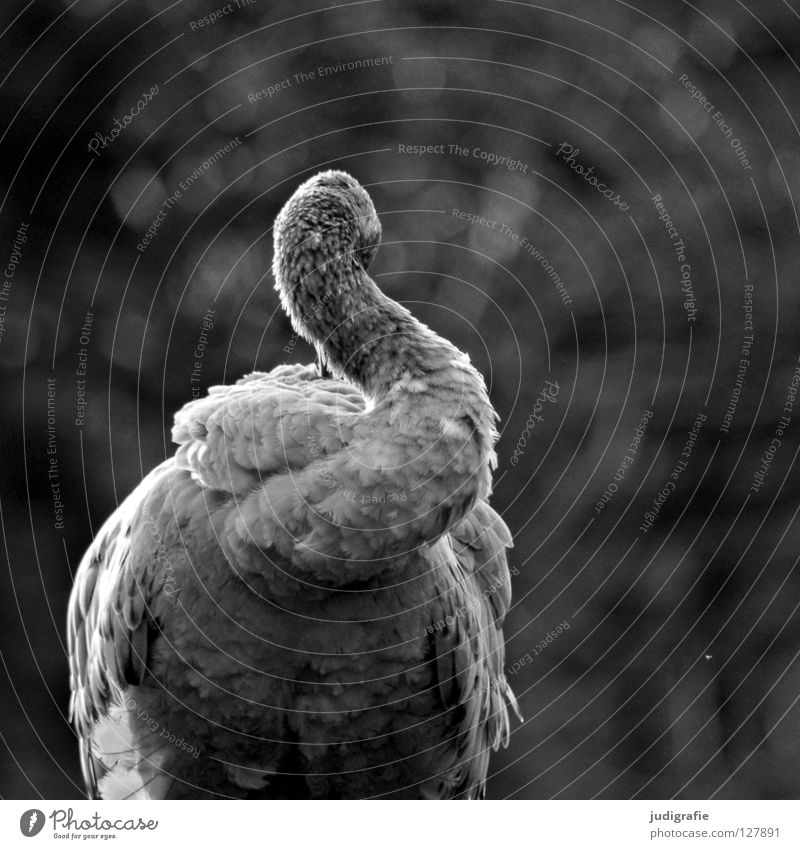 crane Crane Bird Feather Cleaning Soft Gray Black White Animal Beak Beautiful Black & white photo Rotate Neck Nature Elegant