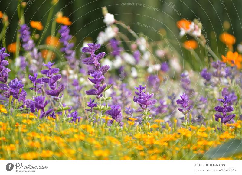 Summer colours II Plant Sunlight Beautiful weather Flower Blossom Summer sage Garden Park Island Friendship Island Potsdam Deserted Tourist Attraction Monument