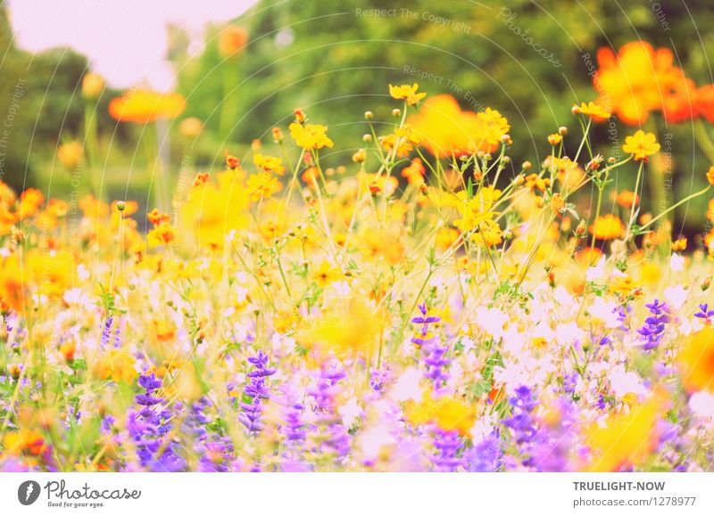 Hot-blooded in August Nature Plant Sunlight Summer Beautiful weather Flower Blossom "Summer sage Prairie candle Cosmea" Garden Park Island