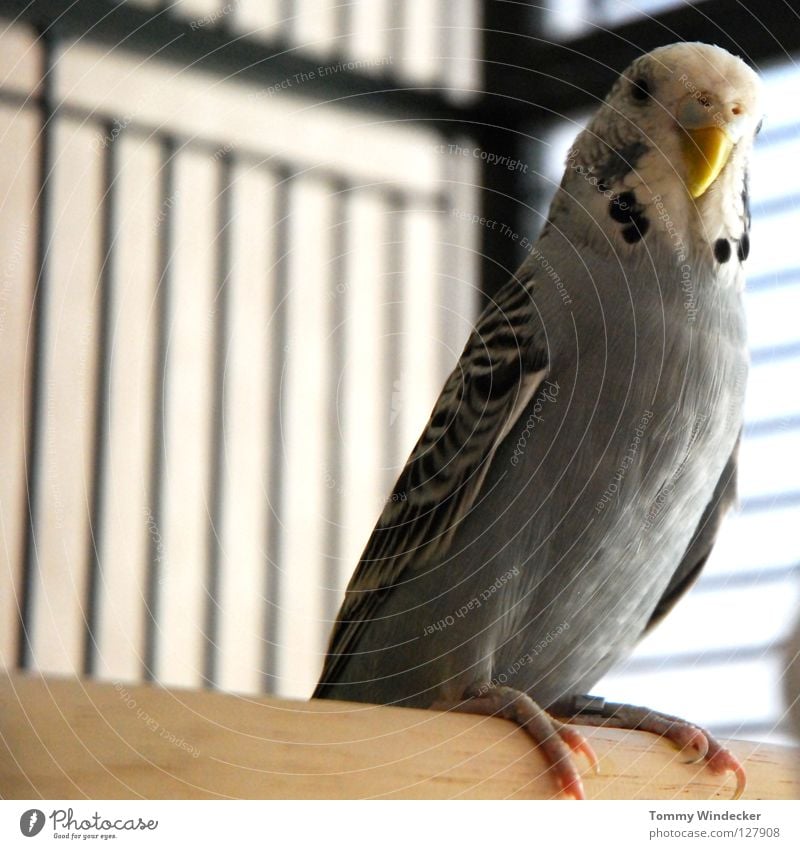 roommate Budgerigar Parakeet Bird Caged bird Animal Pet Beak Feather Posture Australia Feeding Curiosity Plumed Playing Breed Breeder Poultry Peace Sing Grating