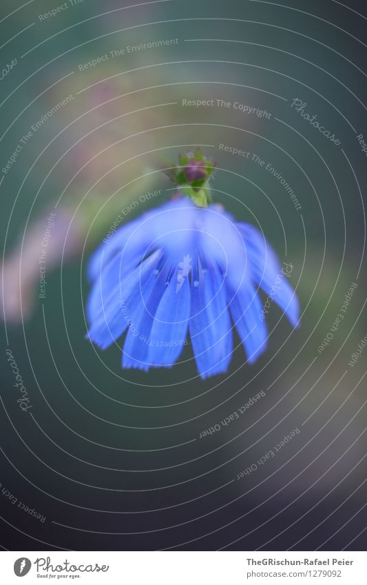 Flowery Environment Nature Plant Blue Gray Green Violet Black Turquoise White Crooked Flower stalk Blossom Pistil Esthetic Shallow depth of field Detail