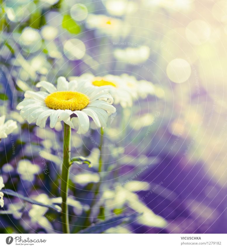 Marguerites in the garden Lifestyle Design Summer Garden Nature Plant Sunlight Beautiful weather Flower Leaf Blossom Park Yellow Background picture Blur