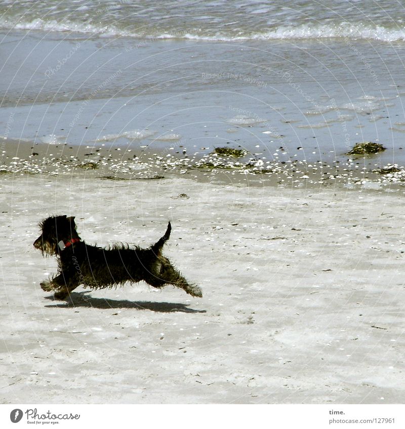 keeper of the beach Dog Beach Dachshund Ocean Western Beach Gravel White crest Waves Small Romp Playing Joy coast Deerstalking Sand Baltic Sea Stone Walking