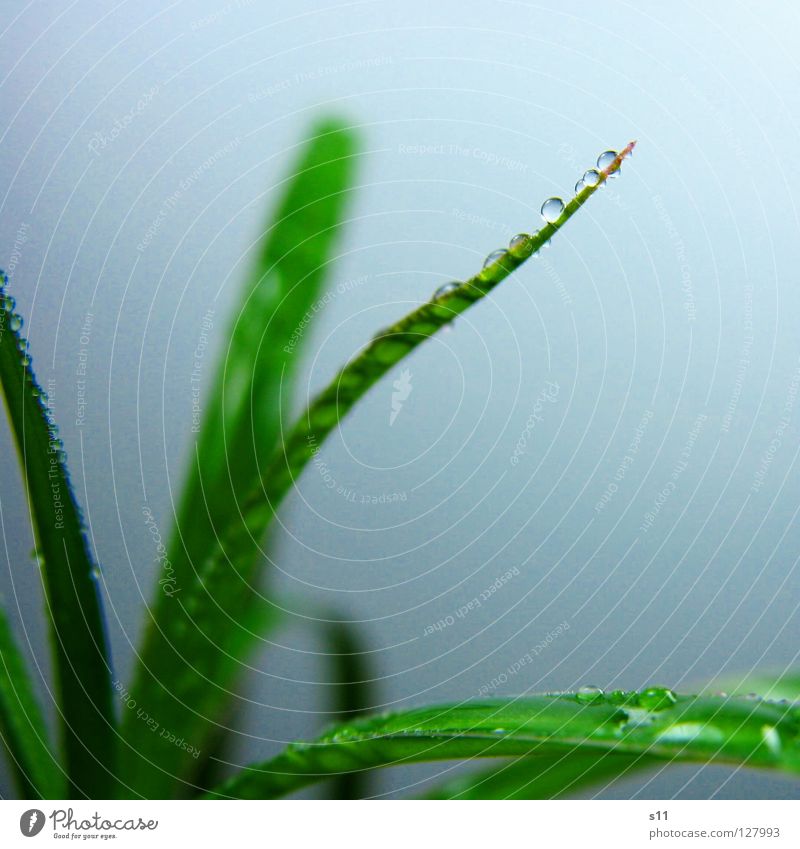 PalmPerls Plant Houseplant Palm tree Long Thin Narrow Green Drops of water Marble Rain Damp Wet Foliage plant Macro (Extreme close-up) Close-up Water Beautiful