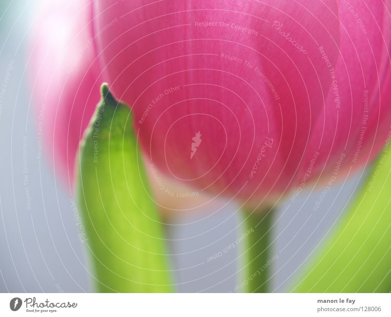 pink Flower Tulip Pink Violet Green Background picture Blur Spring Summer Blossom Calyx Netherlands Fragile Macro (Extreme close-up) Close-up Blue Elegant