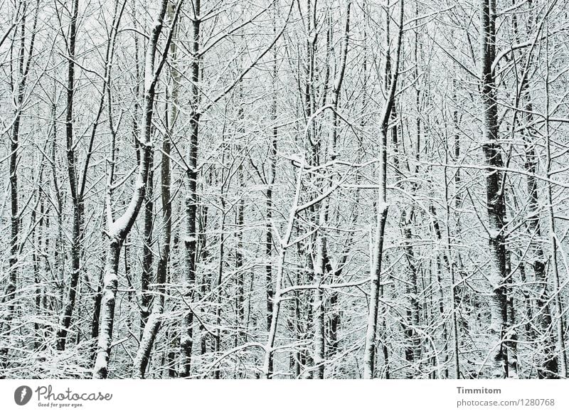 Misdirected. Environment Nature Winter Snow Forest Esthetic Cold Natural Gray Black White Emotions Bleak Colour photo Exterior shot Deserted Day Contrast