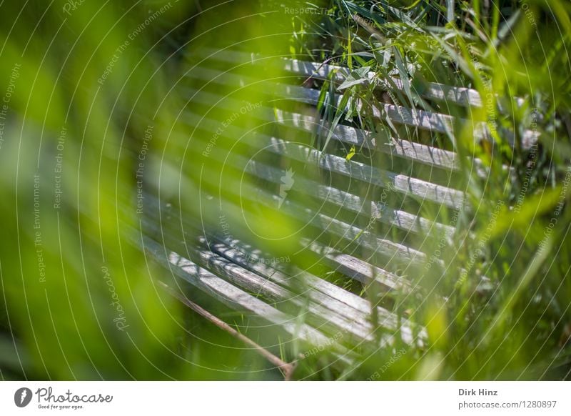 Seating opportunity in the Sundische Wiese / Zingst Environment Nature Sunlight Spring Summer Plant Grass Bushes Foliage plant Garden Park Meadow Exceptional