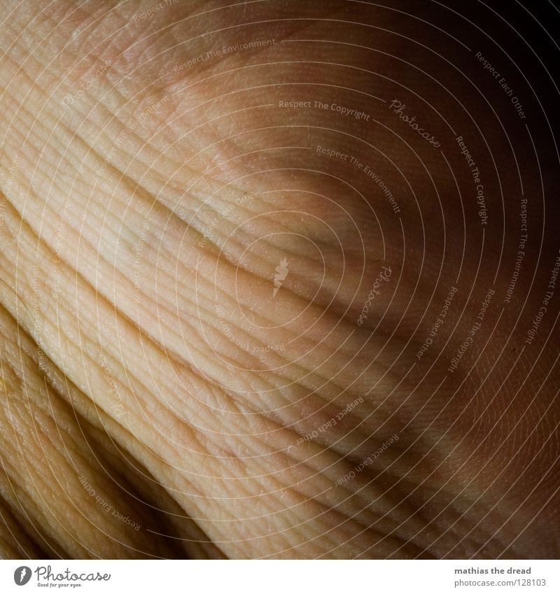 mountain Silhouette Pattern Pore Small Skin color Earmarked Muddled Lighting Vessel Organ Organic Red Life Branched Healthy Macro (Extreme close-up) Close-up