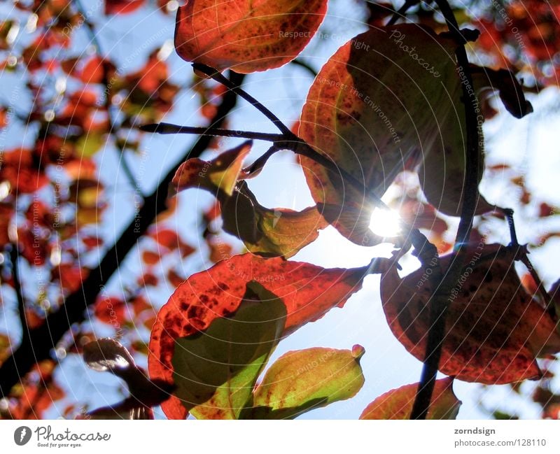 Sun leaf 2 Leaf Tree Bushes Dusk Green Summer Vessel Pattern Back-light Relaxation Foliage plant Red Autumn Radiation Light Calm Easy