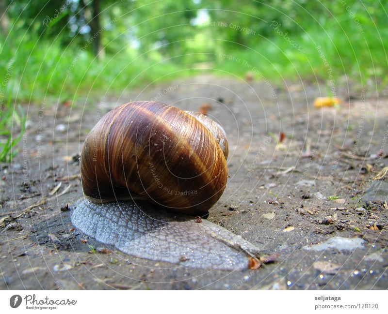 SNAIL Nature Close-up Macro (Extreme close-up) snail snail shell track colors animals