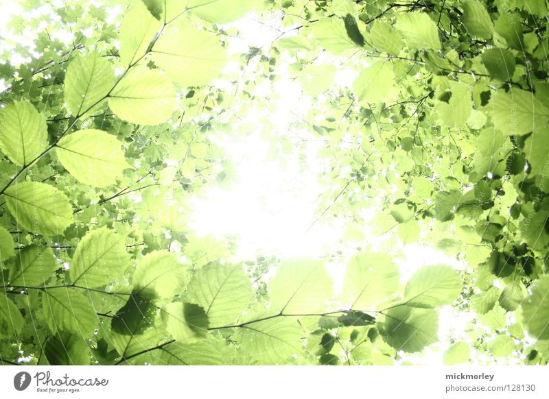 summer resort Light Green Tree Fresh Summer Spring Vista Leaf Wood flour Forest Crunchy Harmonious Calm Comforting Stress Bud mick morley Sun Lighting leaves