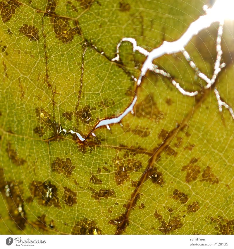 lightning sheet Leaf Lightning Broken Rip Vessel Autumn Flash photo Sunbeam Crack & Rip & Tear Structures and shapes Patch Autumnal Macro (Extreme close-up)