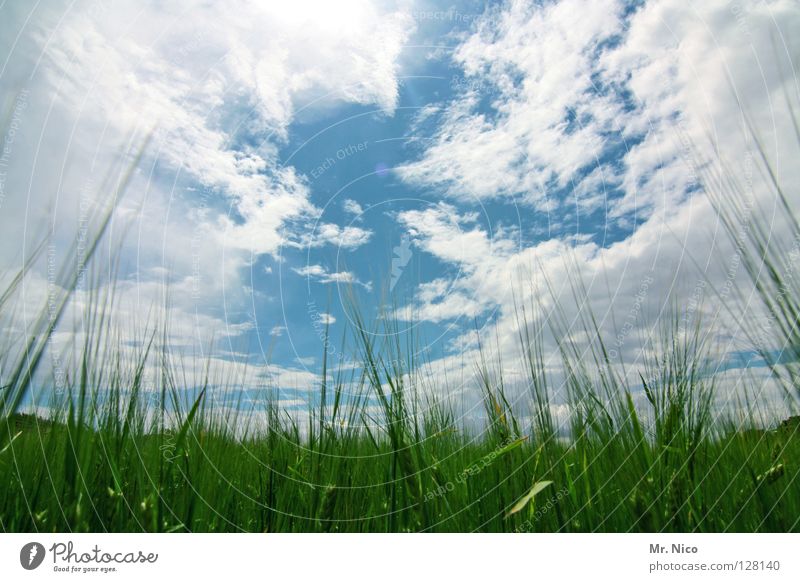 / i l i l i l i \ Field Cornfield Sky blue Cloud pattern Heavenly Juicy Bilious green Green White Clouds Bad weather Ear of corn Agriculture Cloud formation