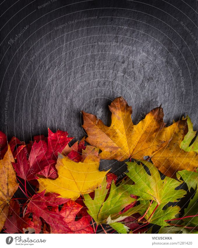 Colourful autumn foliage on dark background Style Design Garden Decoration Table Nature Plant Autumn Park Retro Yellow Background picture Grunge Sale Leaf