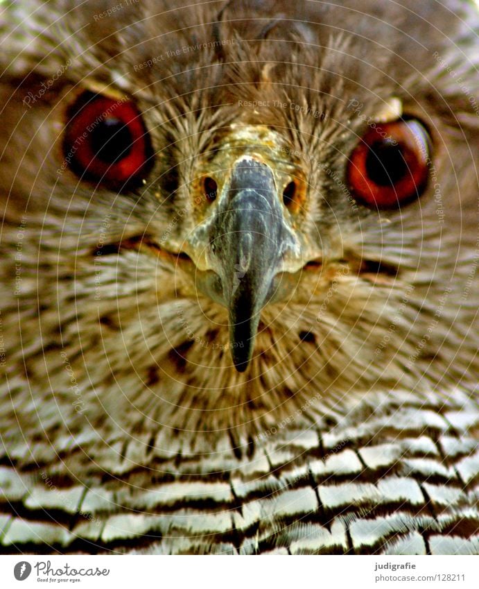 view Bird Hawk Common buzzard Beak Feather Pattern Stripe Animal Bird of prey Environment Yellow White Black Brown Colour Looking Structures and shapes