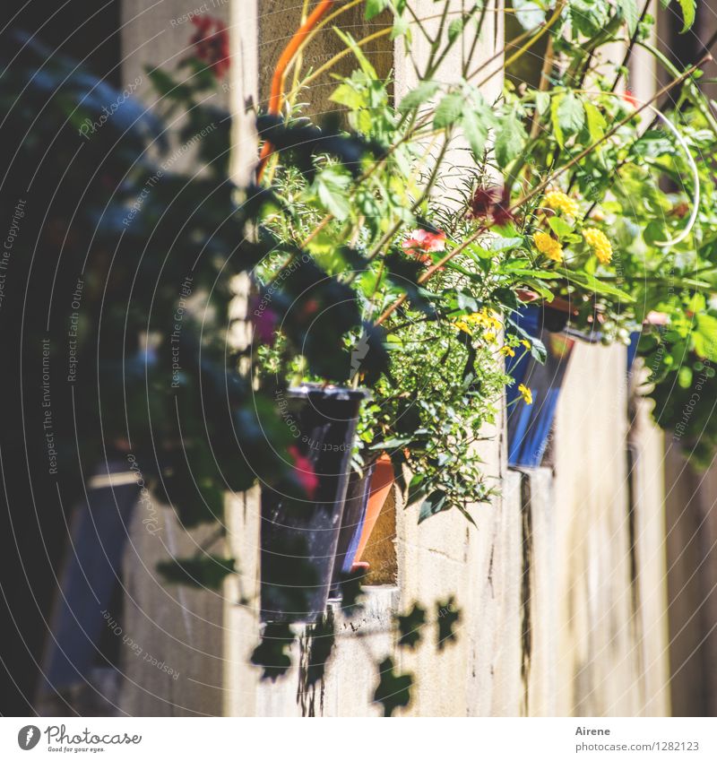 0815 AST | cleaned up Plant Flower Pot plant Bamberg Window board Flowerpot Blossoming Growth Positive Multicoloured Optimism Lush Exterior shot Deserted