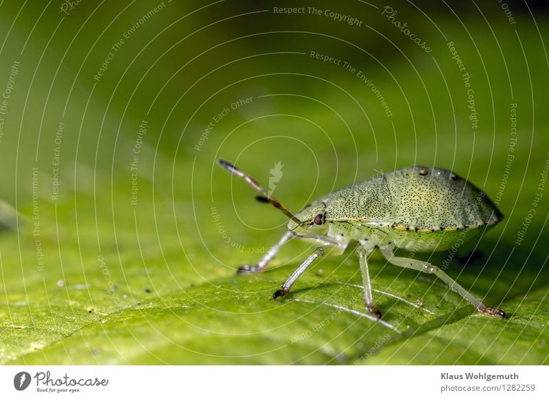 I'm gonna get big. Environment Nature Animal Summer Autumn Leaf Foliage plant Garden Park Meadow Forest Beetle Animal face Shield bug Nymph Larva 1 Baby animal