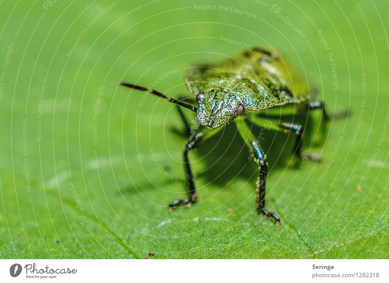 green on green Environment Nature Landscape Plant Animal Summer Flower Grass Bushes Garden Park Meadow Field Forest Beetle Animal face 1 Crawl Curiosity Green