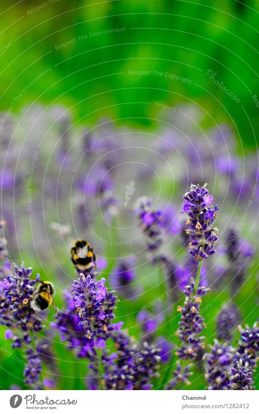 summertime Nature Plant Lavender Park Bee 2 Animal Green Violet Spring fever Summer Colour photo Close-up Deserted Day Blur