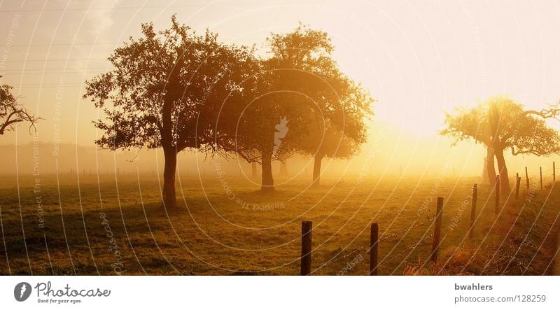 Morning mood 2 Fog Meadow Tree Fence Back-light Moody Light Autumn Sun Landscape Lighting Sky Shadow