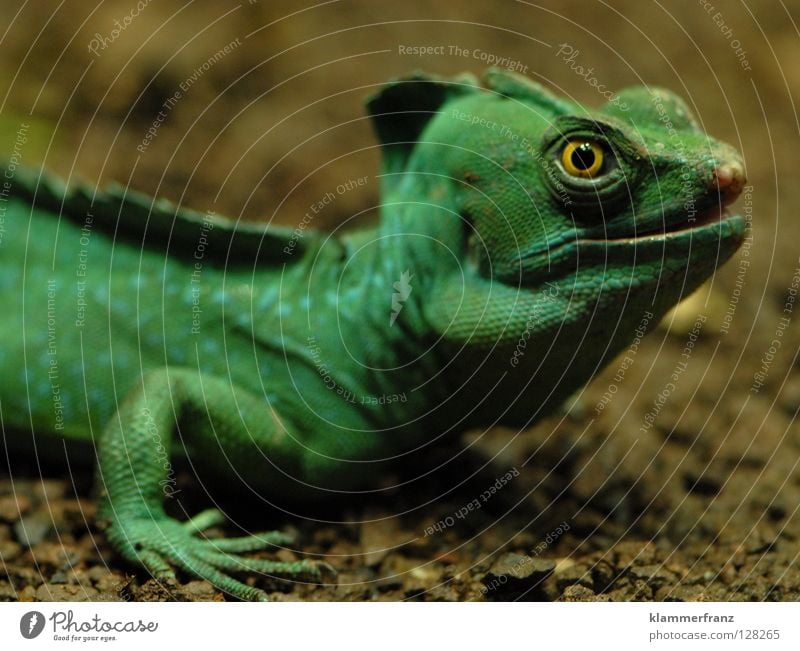 Maundy Thursday face or Green Saurians Lizards Iguana Education spinach green Macro (Extreme close-up) but rather austere looking glassy eyes Muzzle open mouth