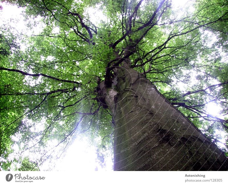 pedigree Plant Tree Leaf Growth Large Brown Green Perspective Branchage Deciduous tree Tree bark Tree trunk Worm's-eye view Leaf canopy Back-light Blur Deserted