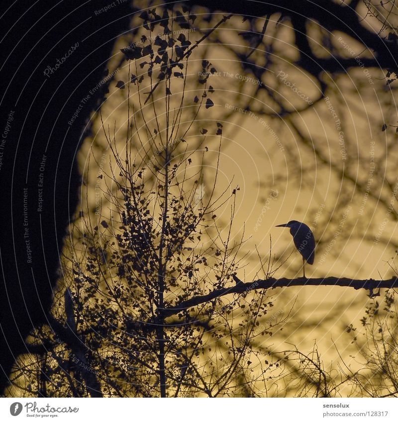 Well hidden and yet discovered Heron Crane Bird Undergrowth Forest Back-light Evening sun Sunset Environmental protection waterfowl Branch Hide Sky Dusk Nature