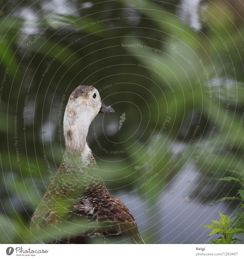 covert Environment Nature Plant Animal Summer Leaf Foliage plant Wild plant Park Lakeside Wild animal Bird Duck 1 Looking Stand Uniqueness Natural Brown Gray