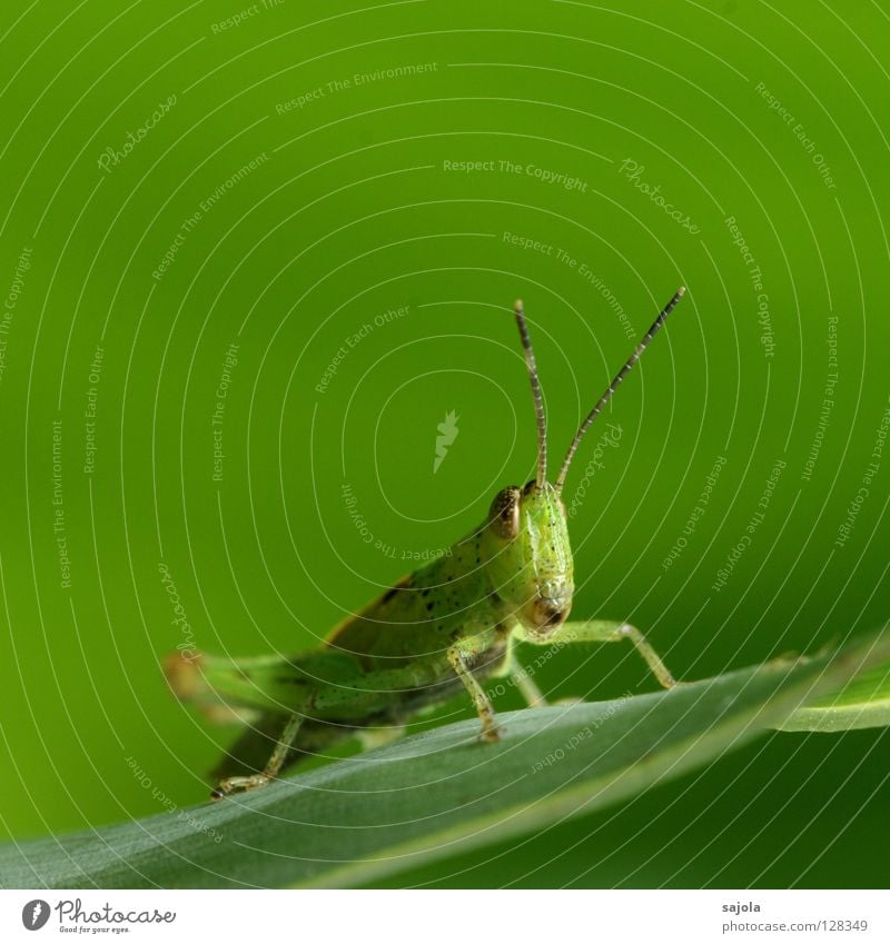 mister green Nature Animal Wild animal Locust Insect 1 Observe Sit Wait Brown Green Camouflage Feeler Hide Colour photo Exterior shot Close-up