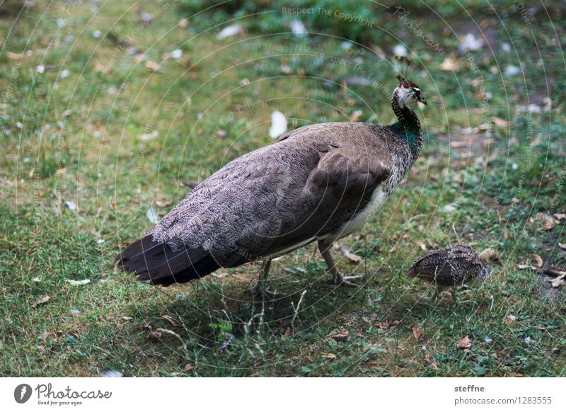 Animal good: Vv Wild animal 2 Pride Bird Peacock Peacock feather Chick Meadow Colour photo Exterior shot Copy Space top