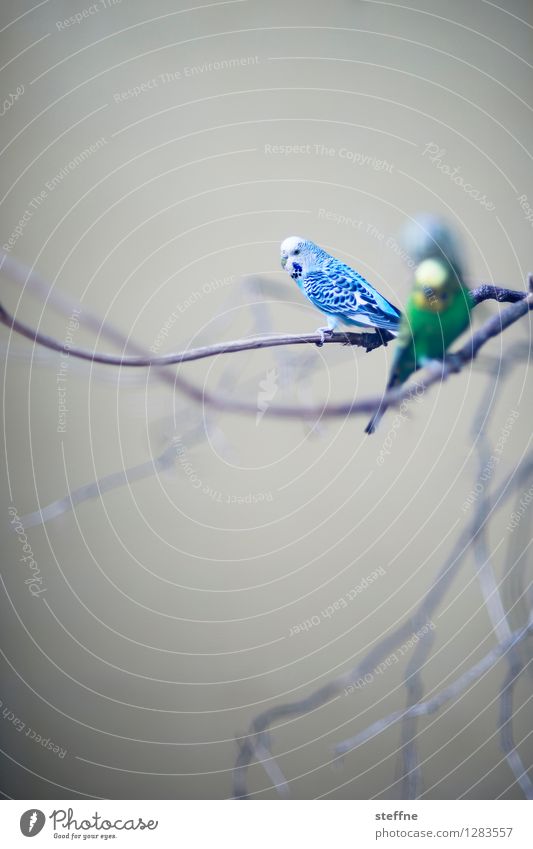 Tierisch gut: Parakeet Animal Sit Bird Budgerigar Pet Chirping Blue Green Interior shot Neutral Background