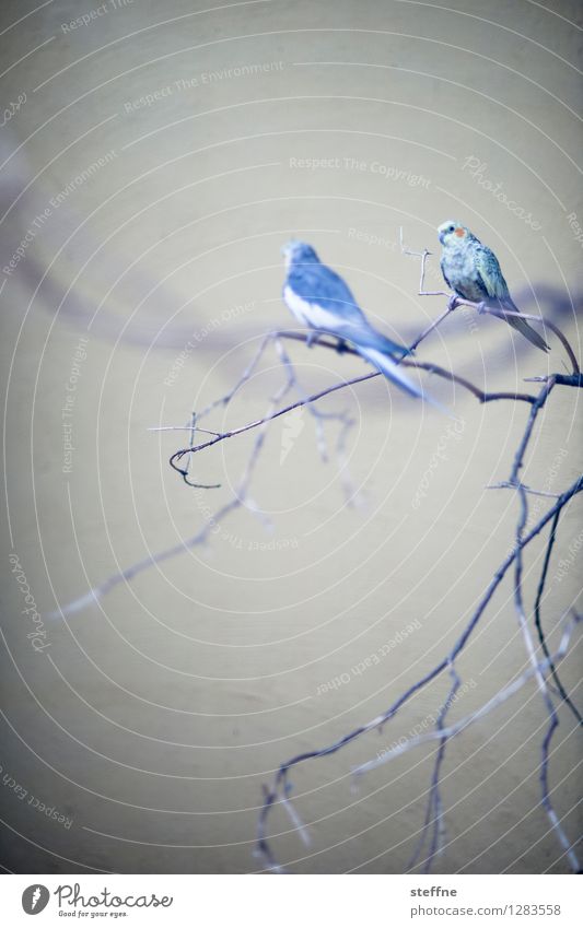 Tierisch gut: cat food Tree Animal Pet Bird 2 Sit Sing Parakeet cockatiel Colour photo Interior shot Shallow depth of field