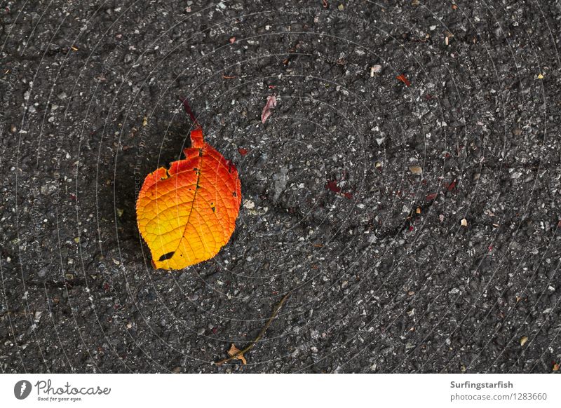 Leaf fallen from tree in autumn Nature Plant Autumn Old To fall Under Yellow Orange Senior citizen End Colour Decline Transience Asphalt Death wither